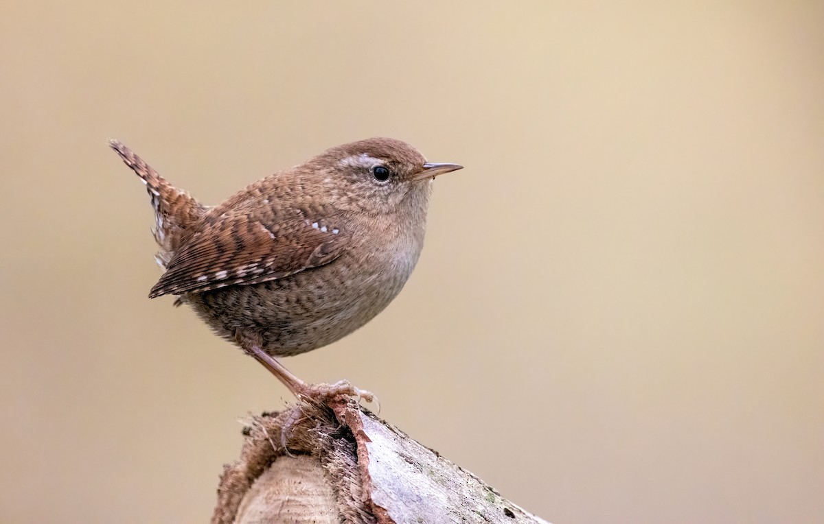 Eurasian Wren - Alexis Lours