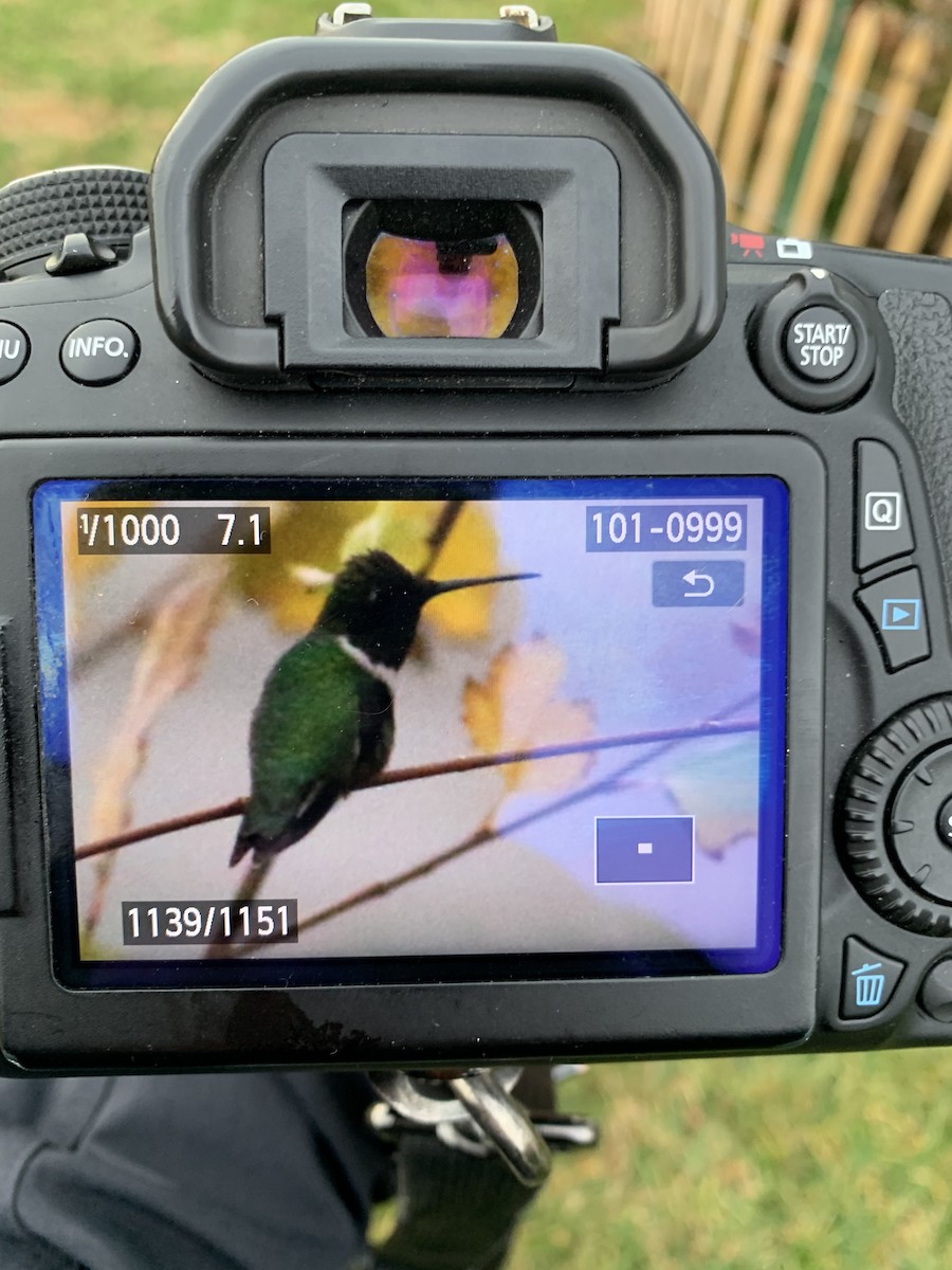 Ruby-throated Hummingbird - ML396581781