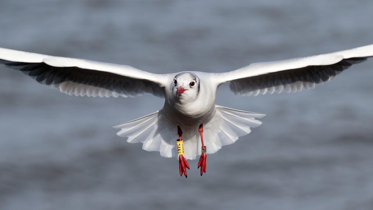 Black-headed Gull - Iker Fernández Martínez