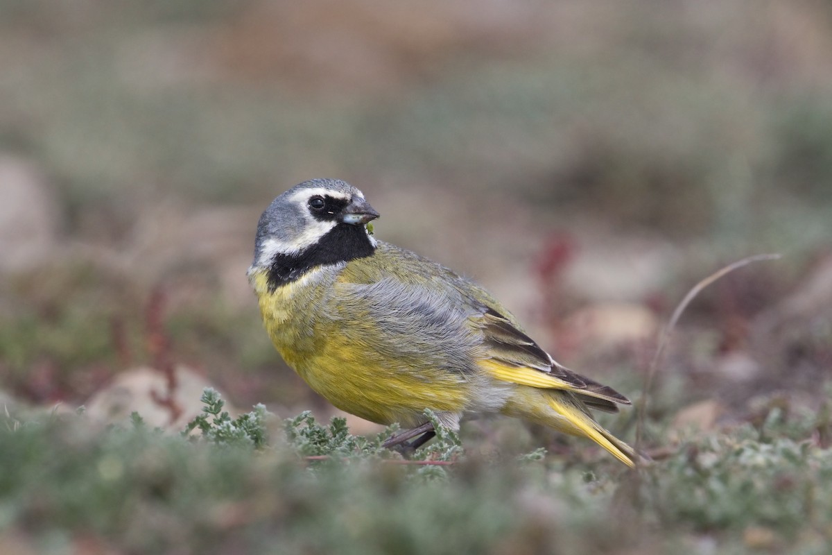 White-bridled Finch - ML396585431