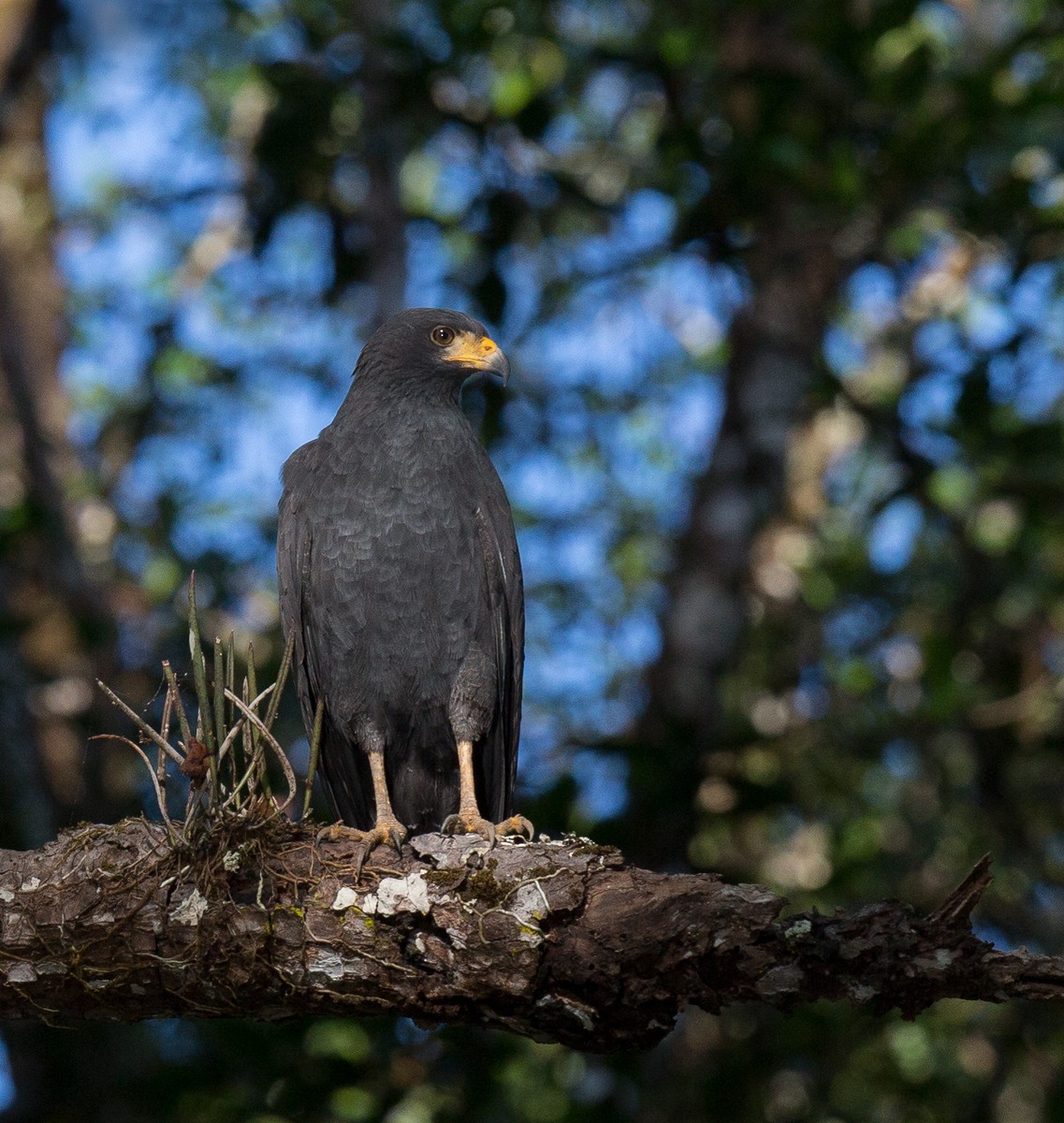 Common Black Hawk - Sonja Ross