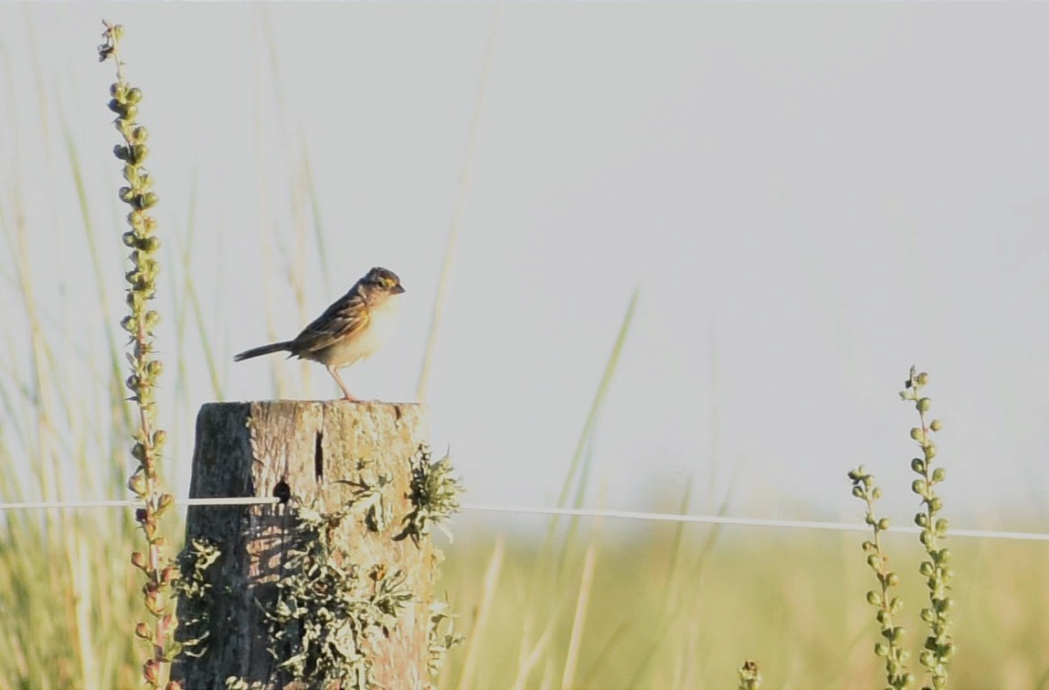 Grassland Sparrow - ML396590671
