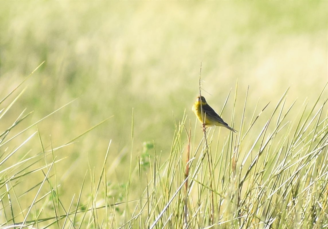 Grassland Yellow-Finch - ML396590931