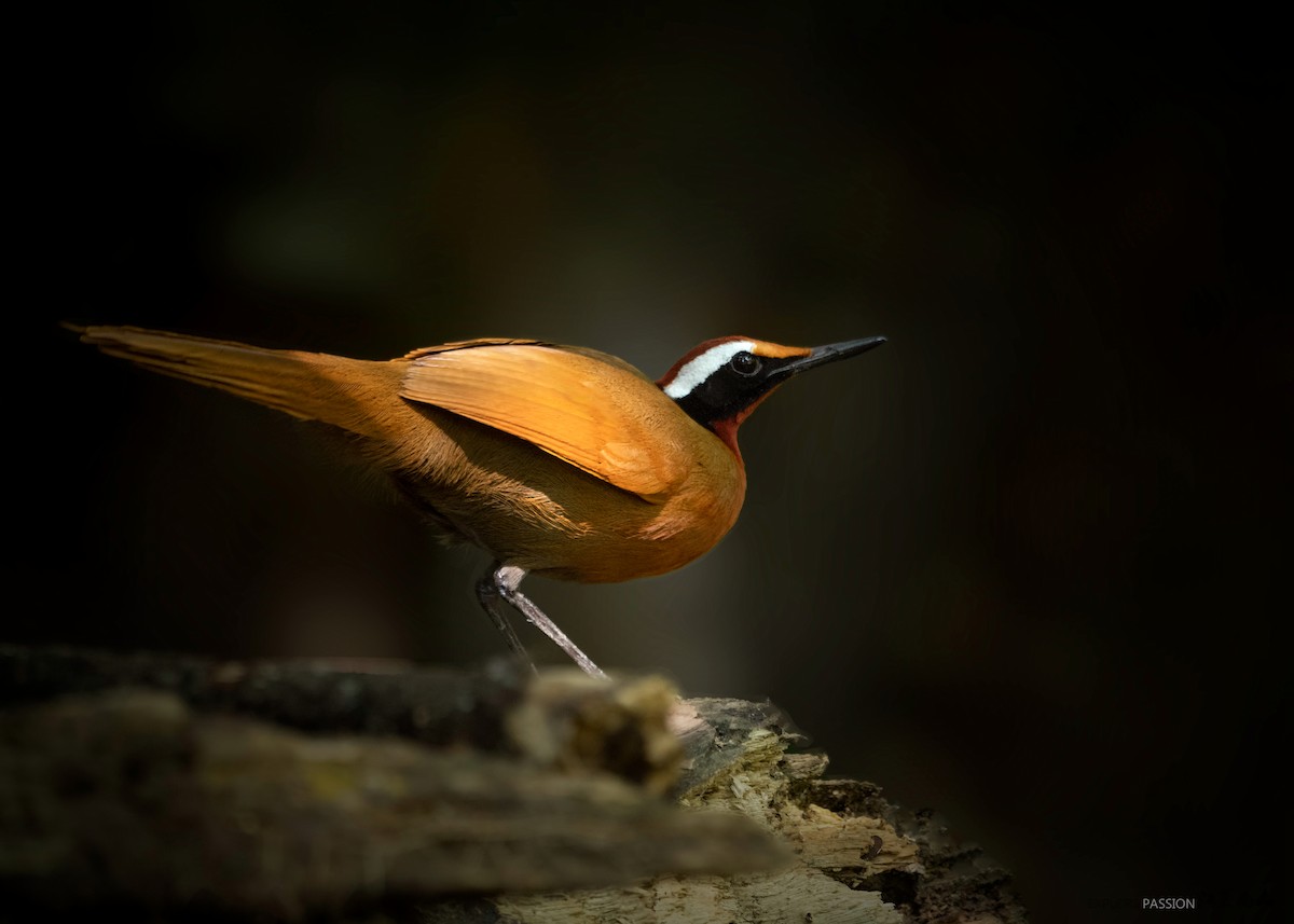 Malaysian Rail-babbler - ML396592381