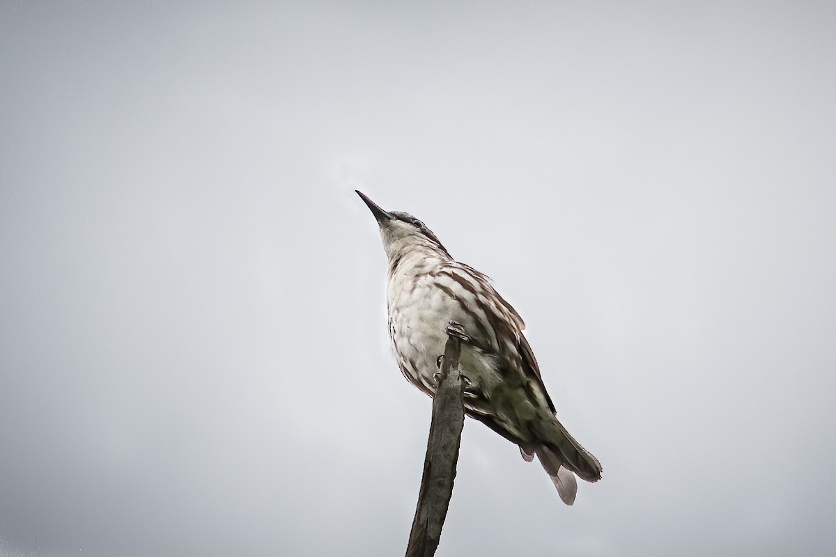 Long-billed Rhabdornis - Raymond  Dan