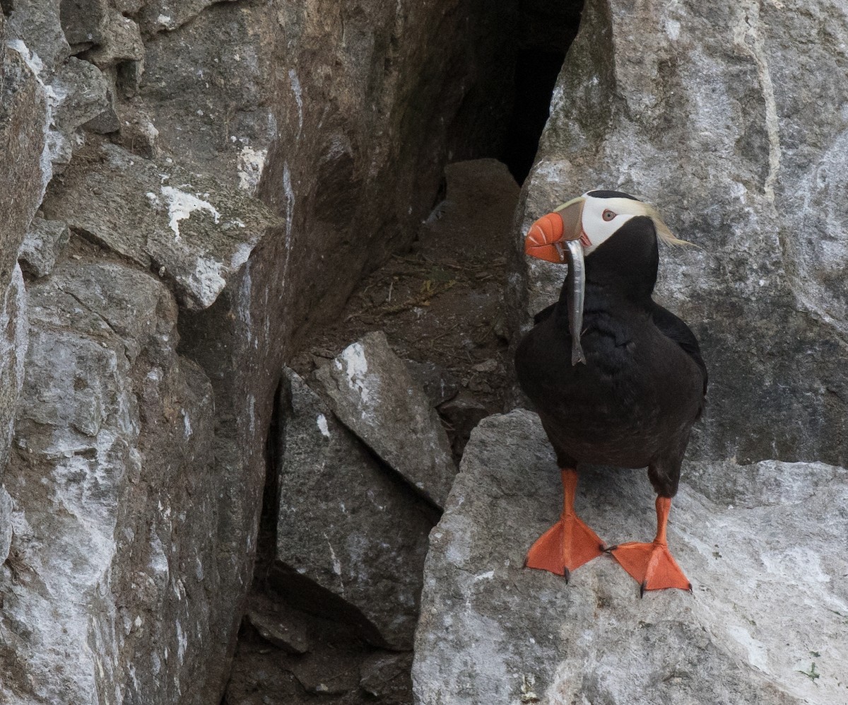 Tufted Puffin - Sonja Ross