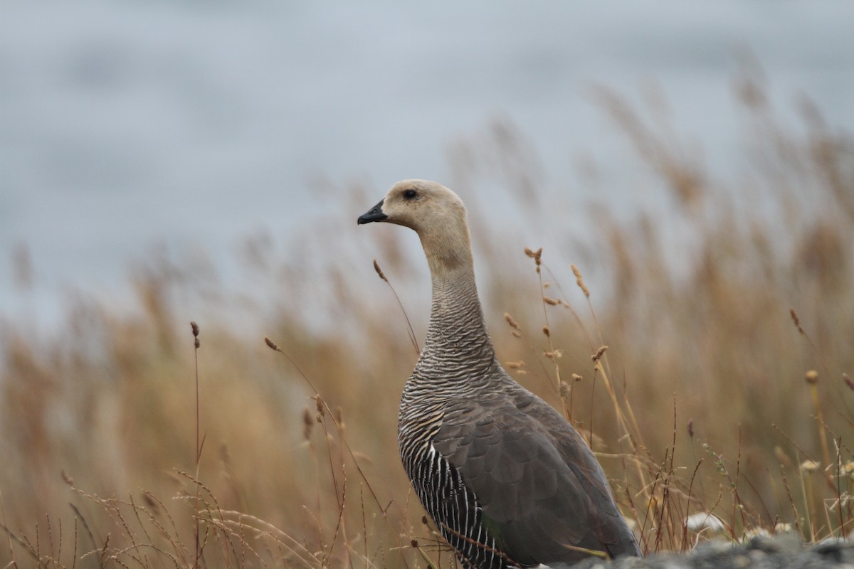 Upland Goose - ML39659451