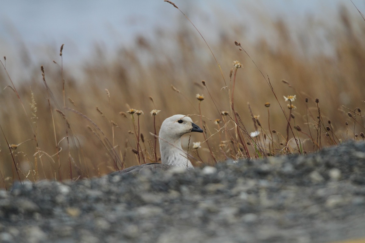 Upland Goose - ML39659471