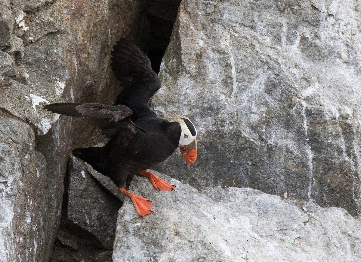 Tufted Puffin - Sonja Ross