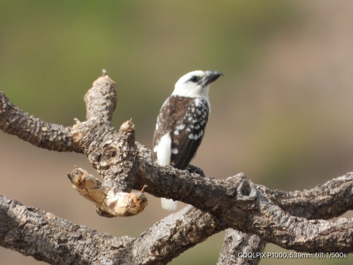 White-headed Barbet - Victor Ikawa