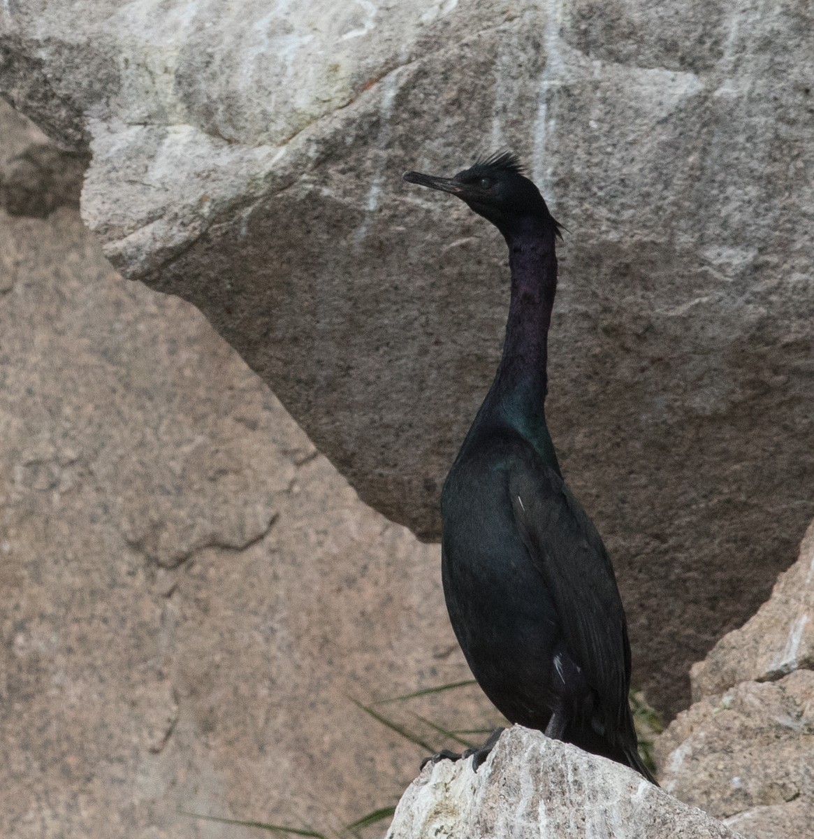 Pelagic Cormorant - ML39659581