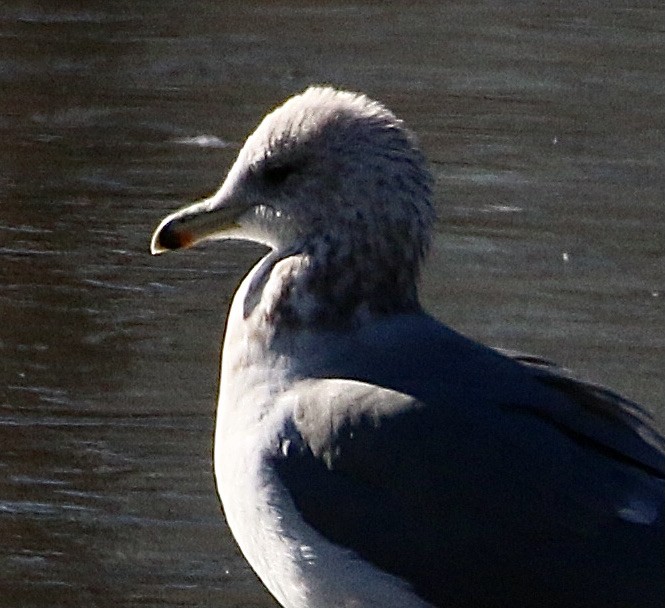 California Gull - ML396596461