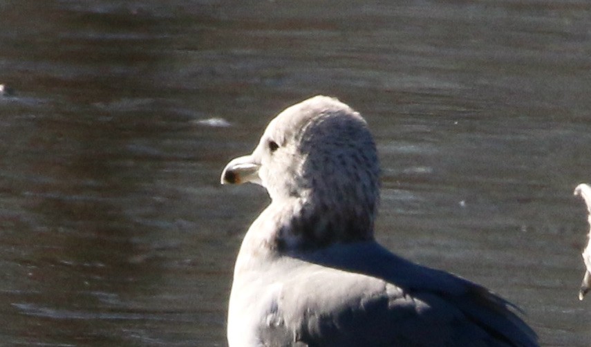 California Gull - ML396596471