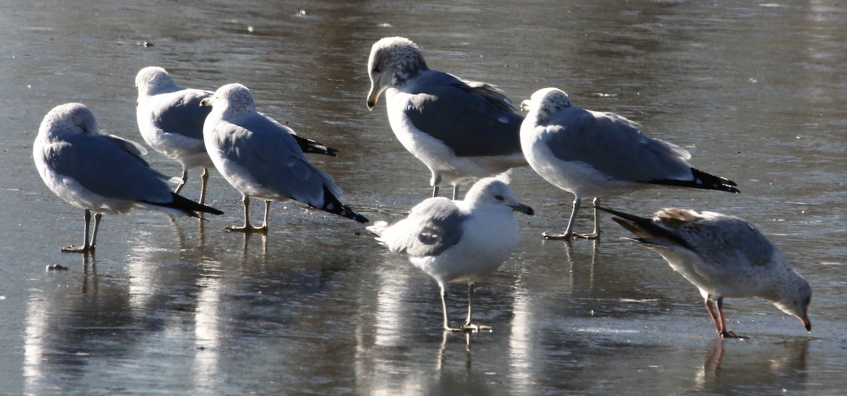 Gaviota Californiana - ML396596481