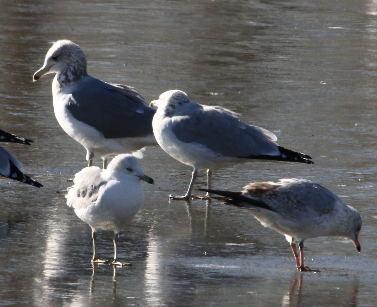 California Gull - ML396596491