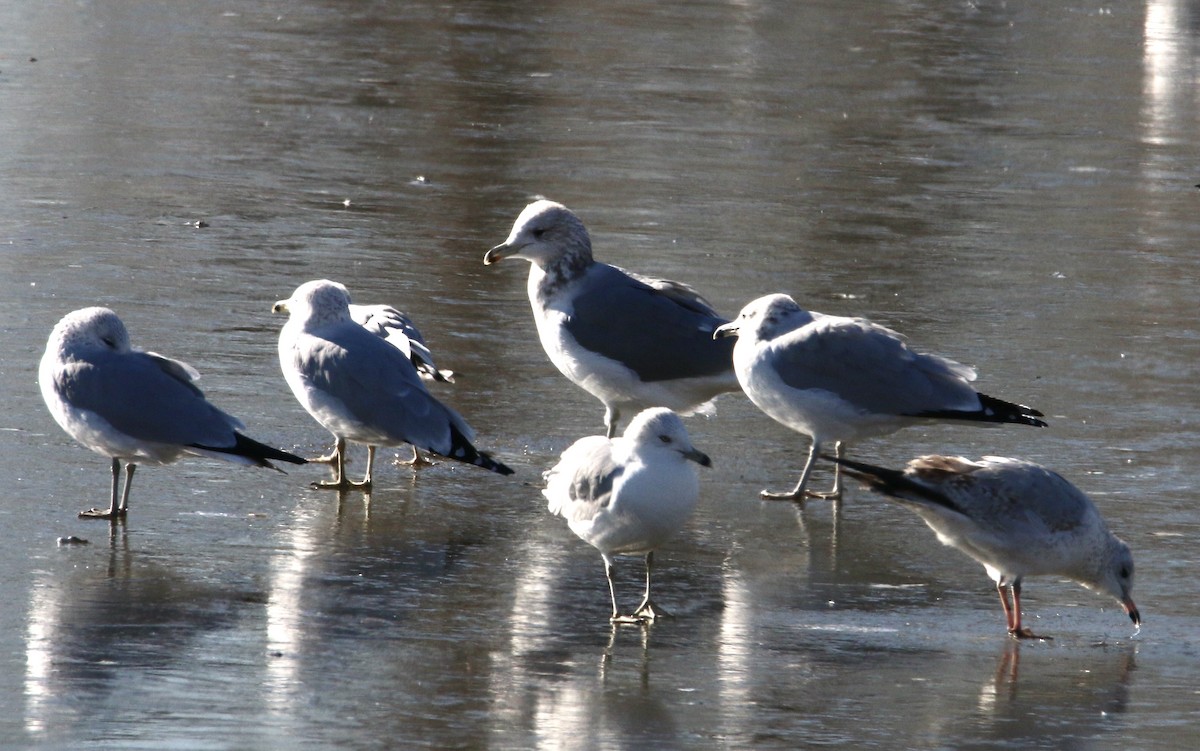 California Gull - ML396596501