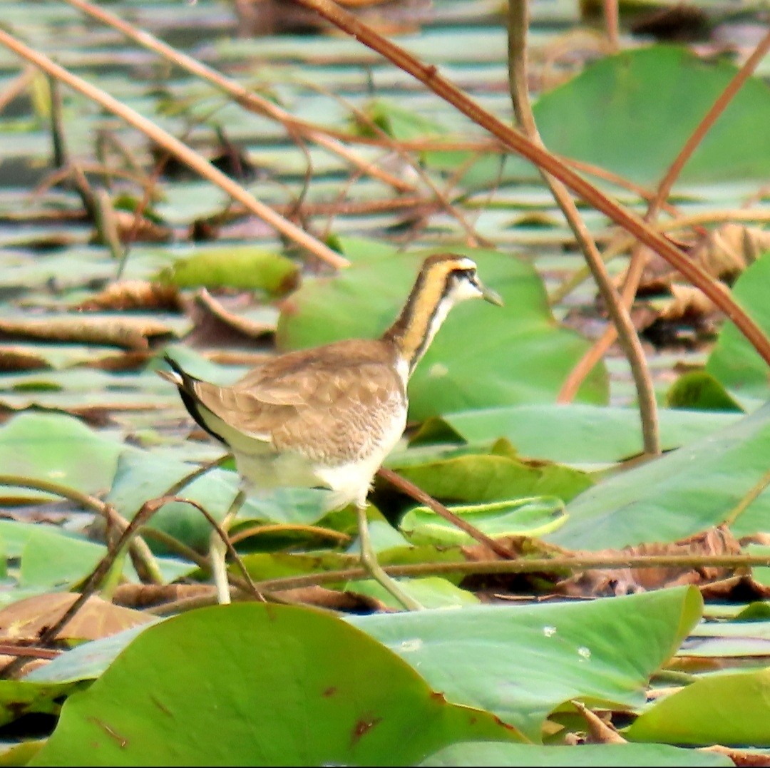 Pheasant-tailed Jacana - ML396596971