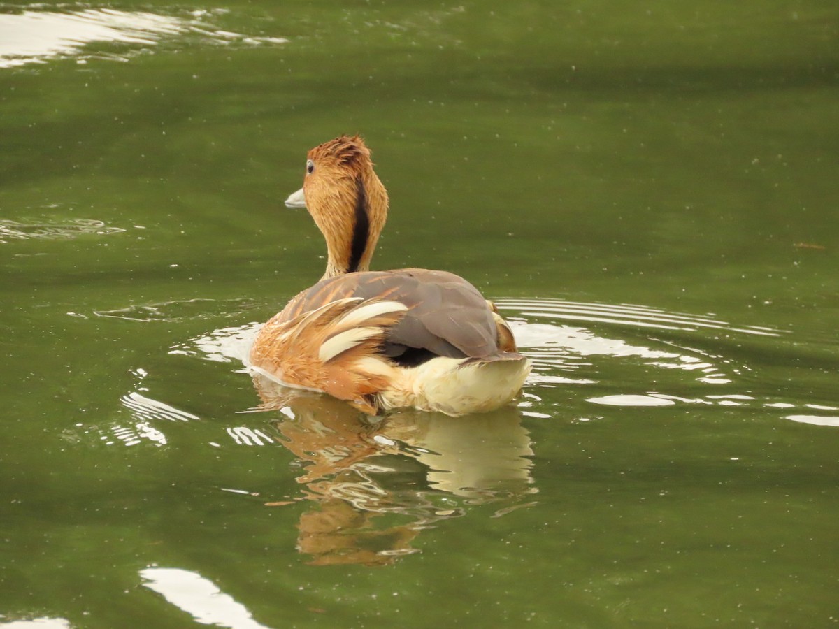 Fulvous Whistling-Duck - ML396597591
