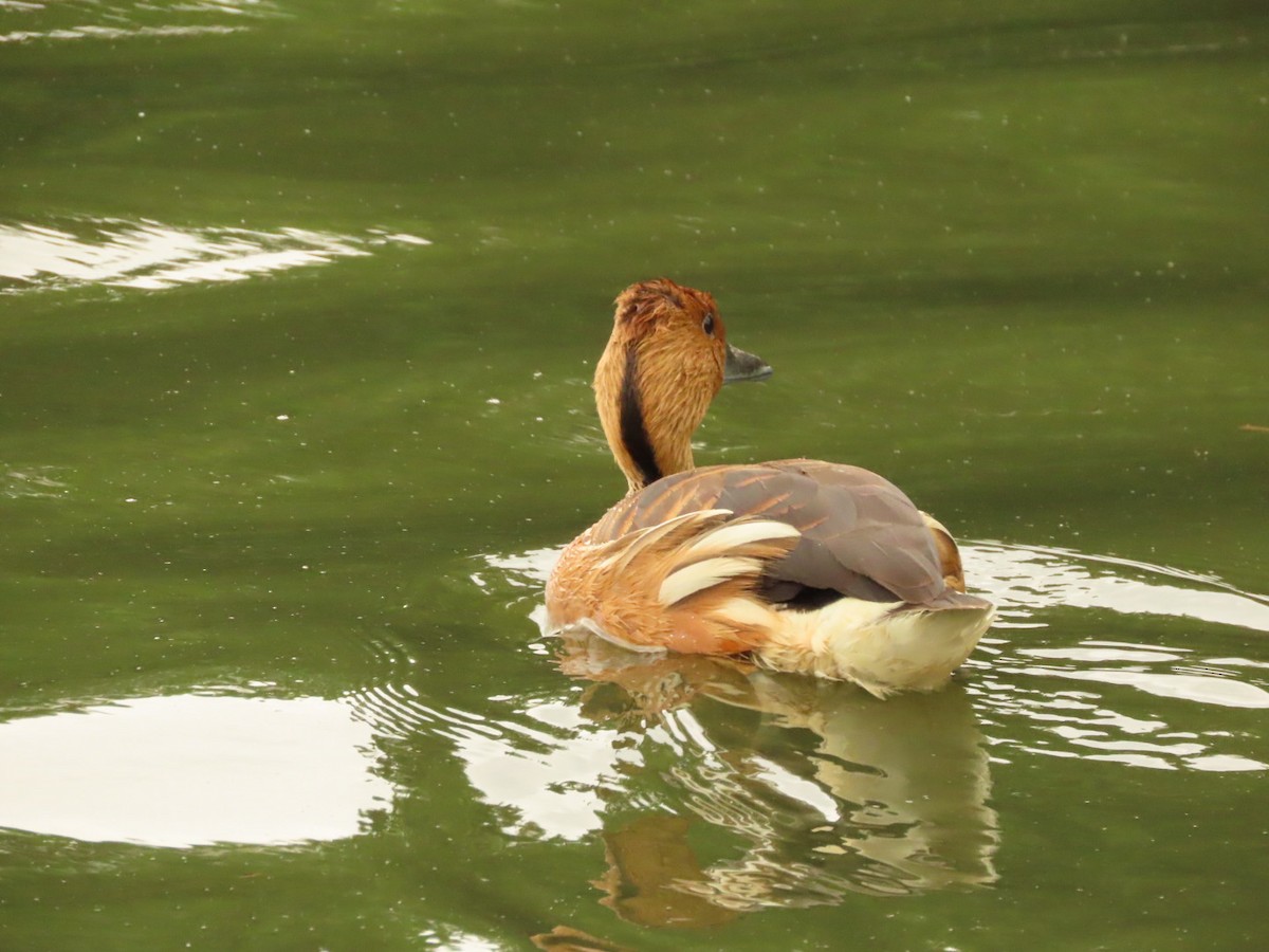 Fulvous Whistling-Duck - ML396597601