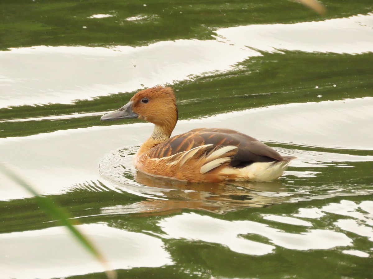 Fulvous Whistling-Duck - ML396597611