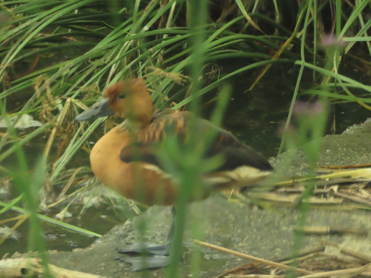 Fulvous Whistling-Duck - ML396597631