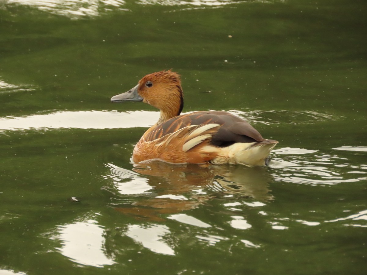 Fulvous Whistling-Duck - ML396597641