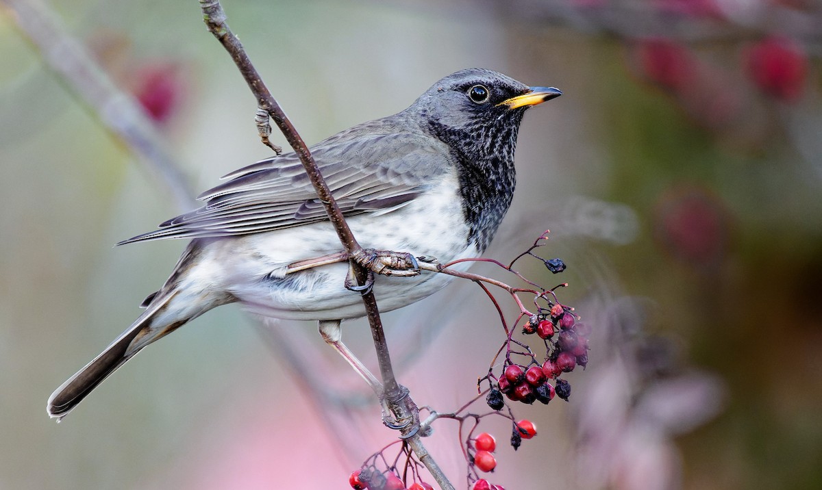 Black-throated Thrush - Matti Rekilä