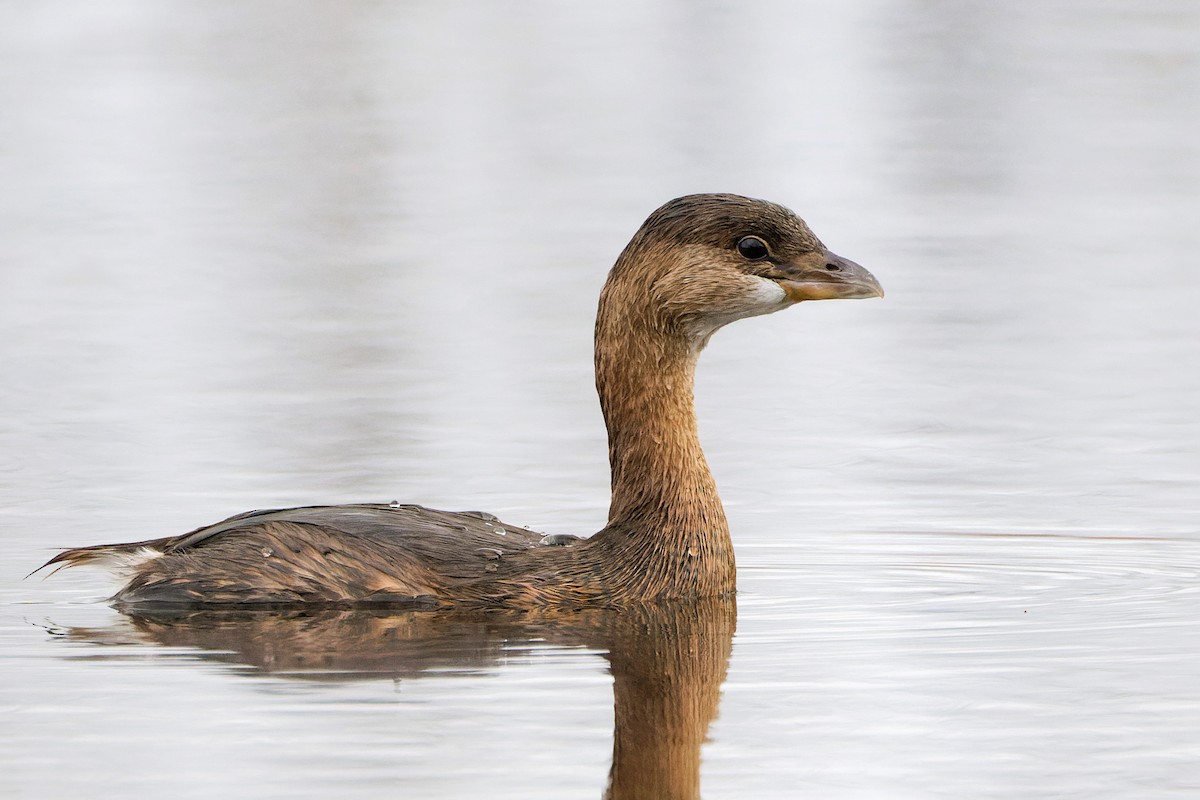 Pied-billed Grebe - ML396597841