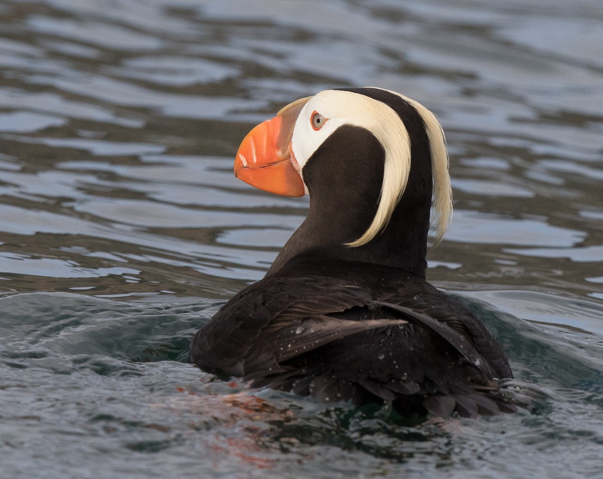 Tufted Puffin - Sonja Ross