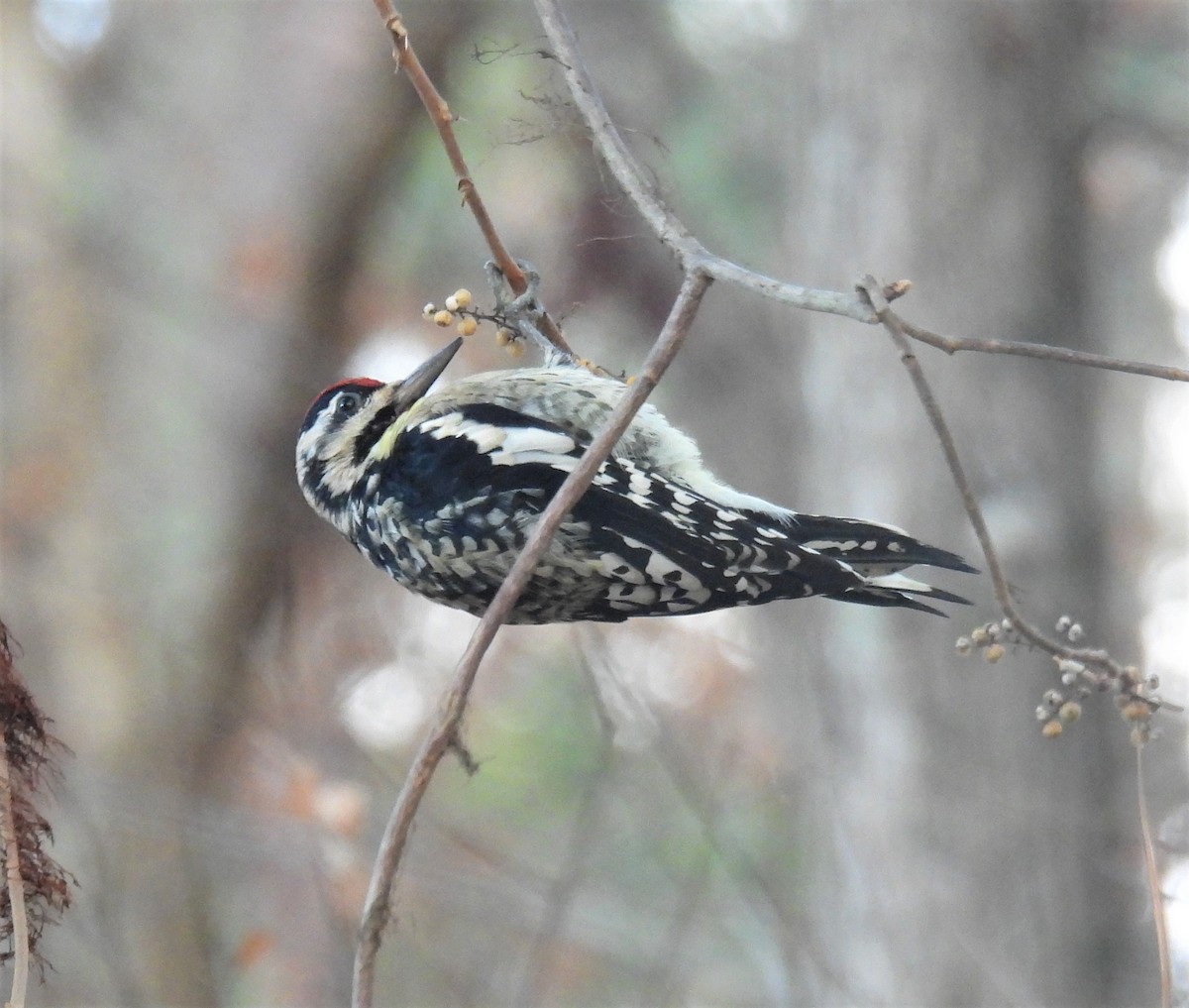 Yellow-bellied Sapsucker - ML396598981