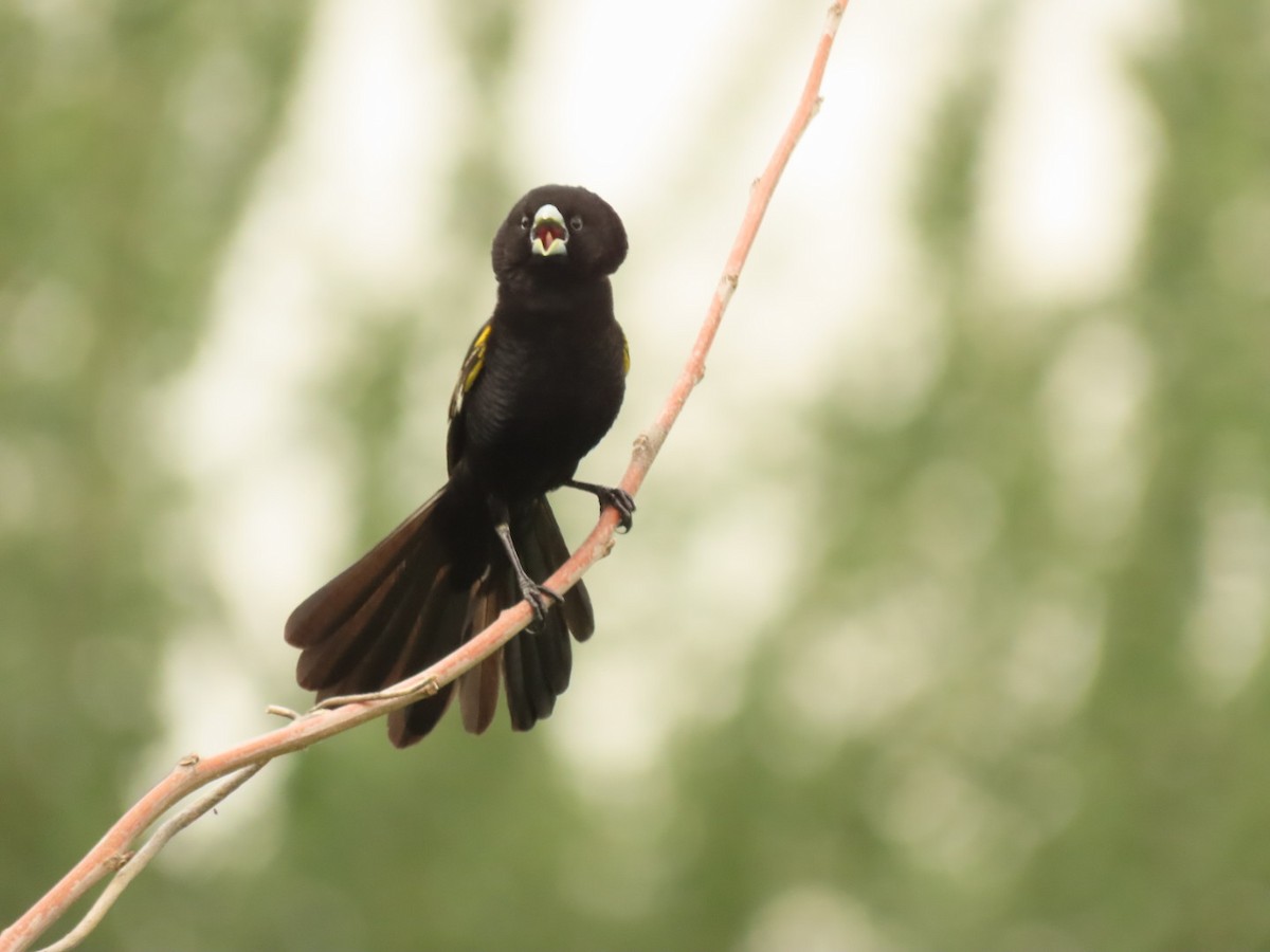 White-winged Widowbird - Lloyd Nelson