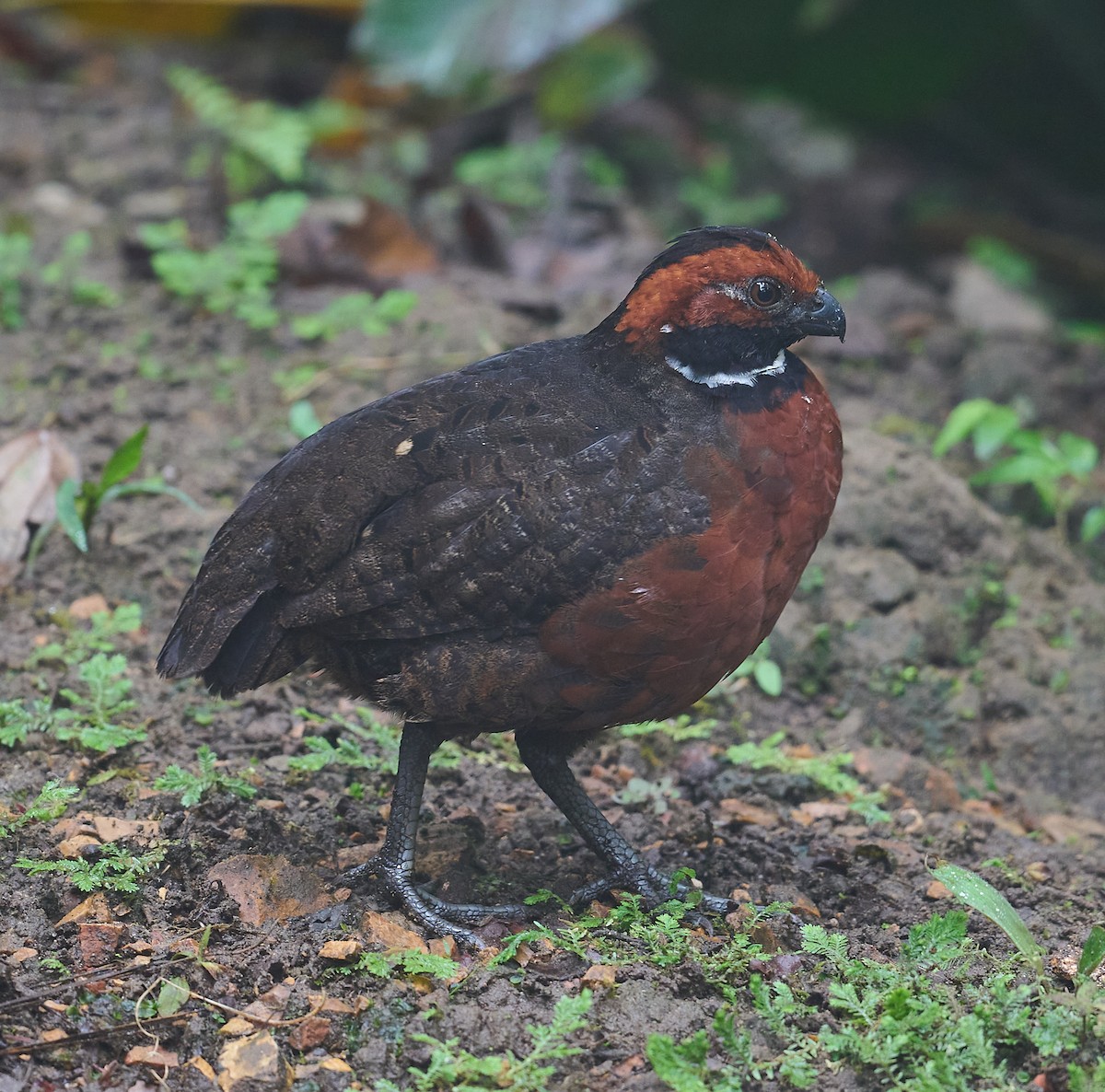 Rufous-fronted Wood-Quail - Simon van der Meulen