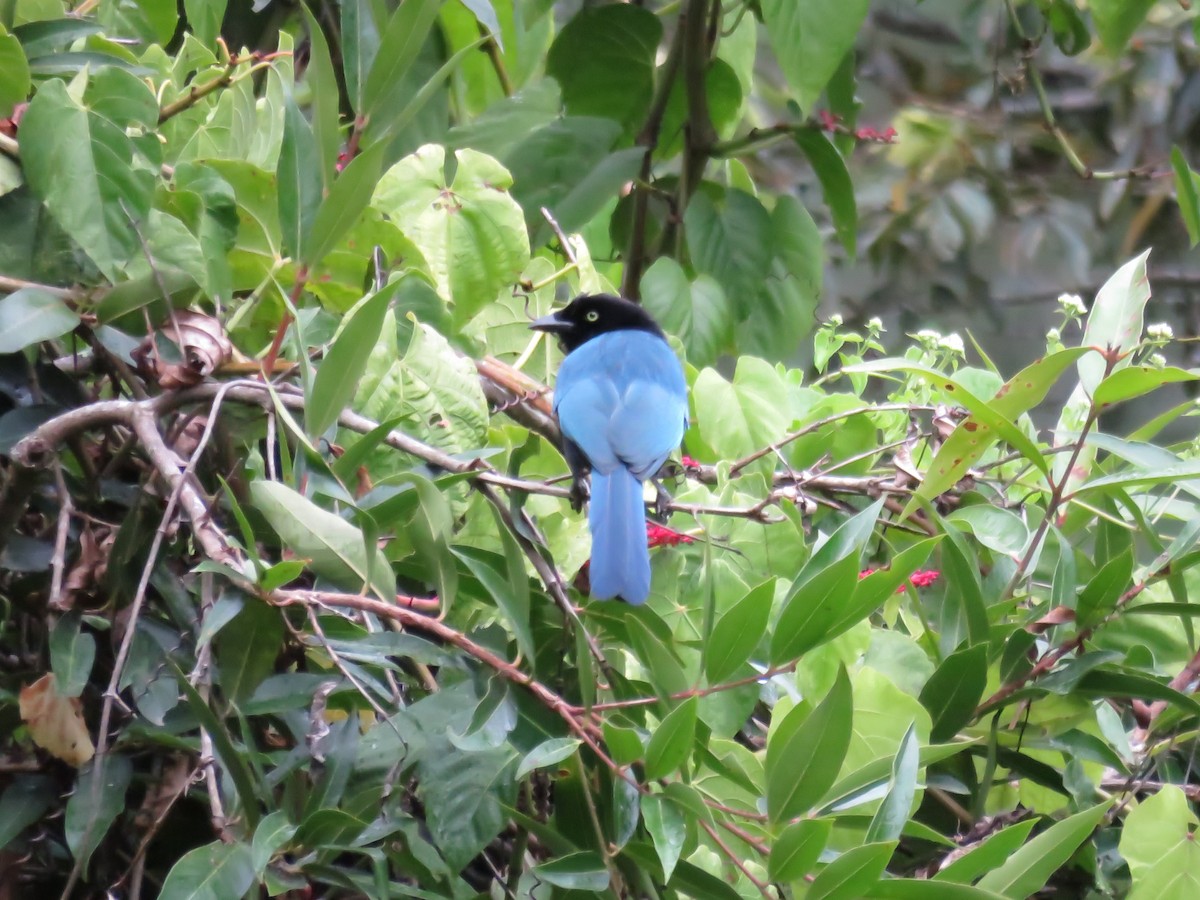 Bushy-crested Jay - ML396607321