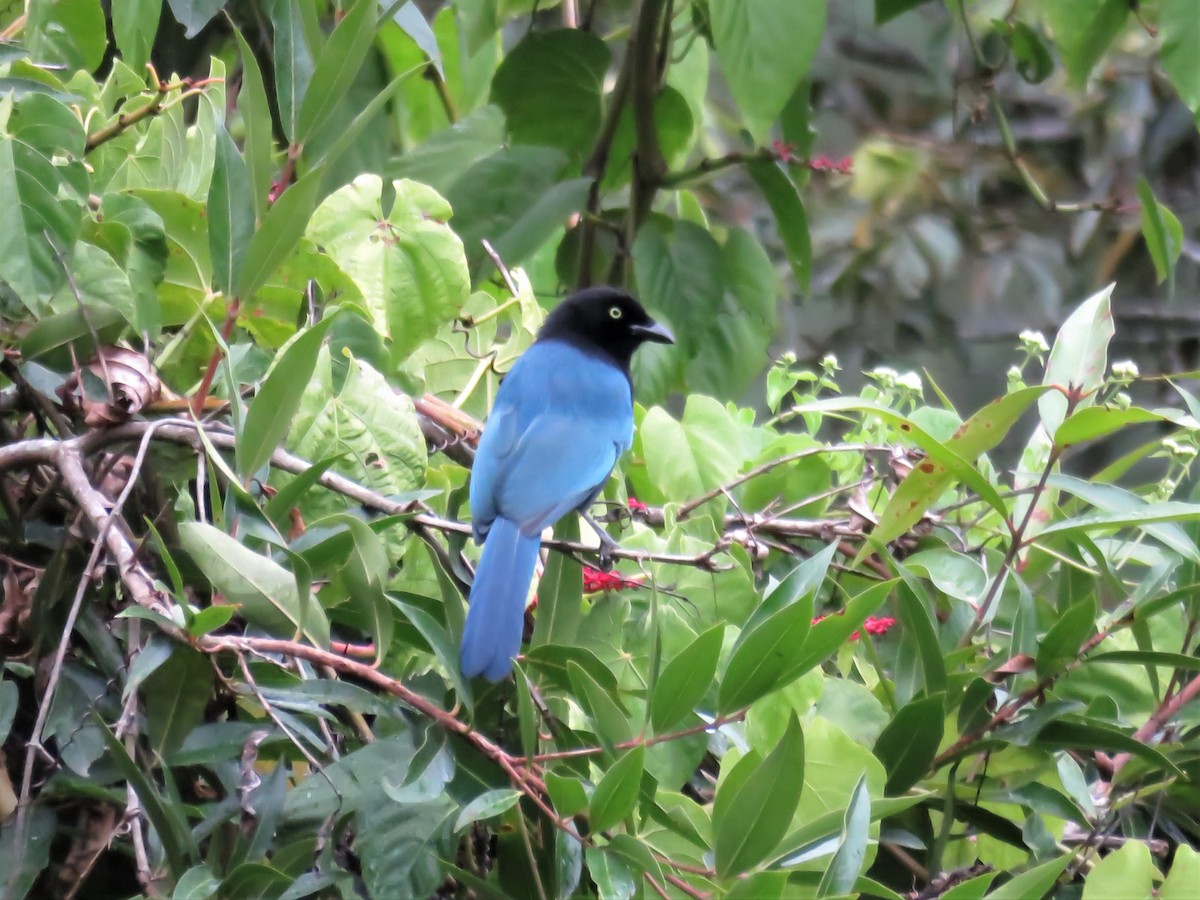 Bushy-crested Jay - ML396607341