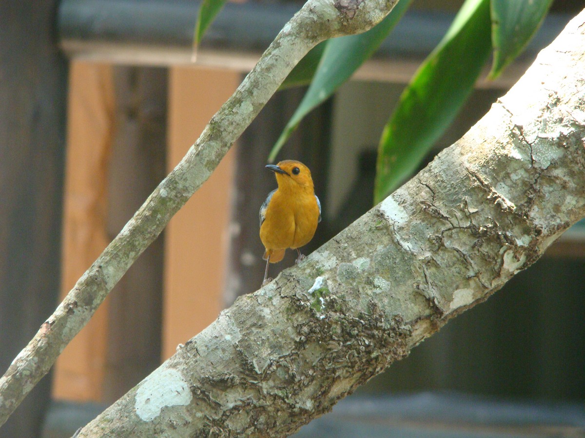 Red-capped Robin-Chat - ML396607871