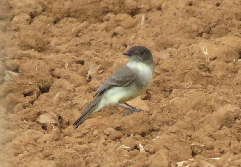 Eastern Phoebe - ML396608491