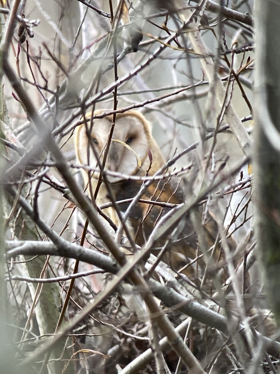 Barn Owl - Shep Thorp