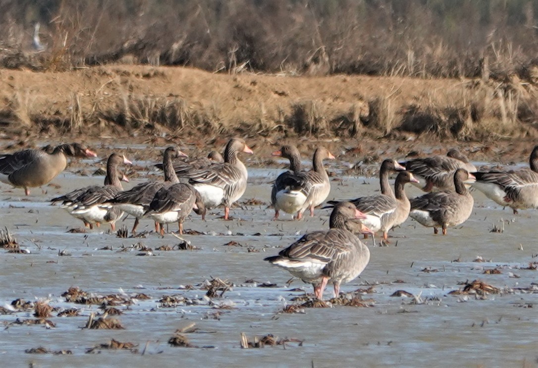 Greater White-fronted Goose - ML396610091