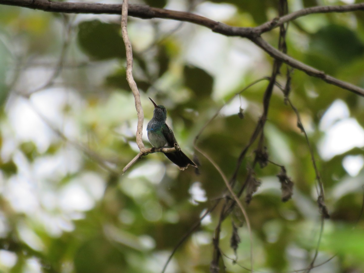 Honduran Emerald - ML396610931