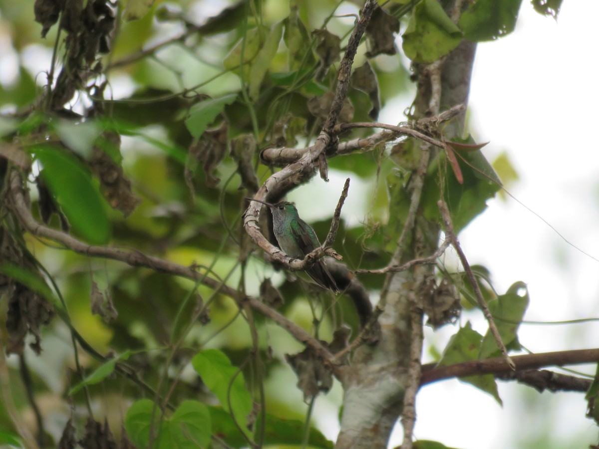 Honduran Emerald - ML396610951