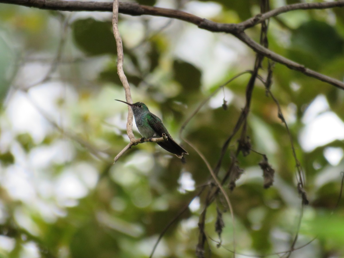 Honduran Emerald - ML396610961