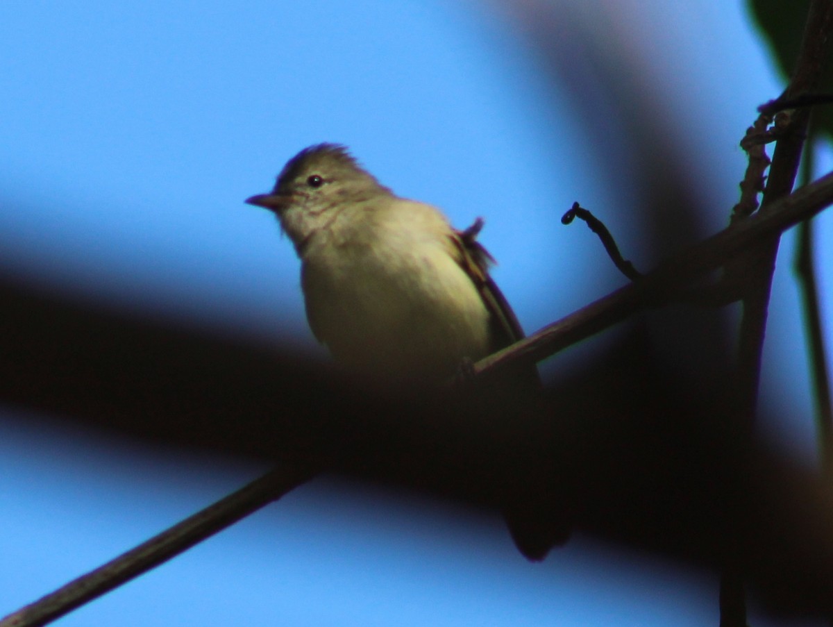 Yellow-bellied Elaenia - ML396611051