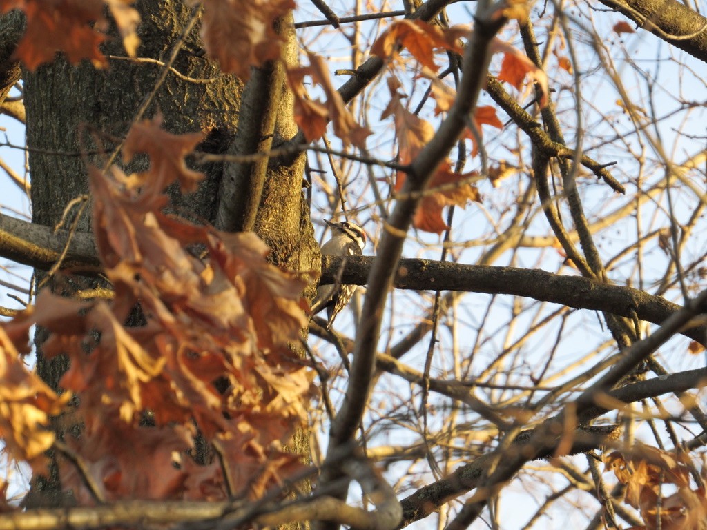 Downy Woodpecker (Eastern) - ML396611731