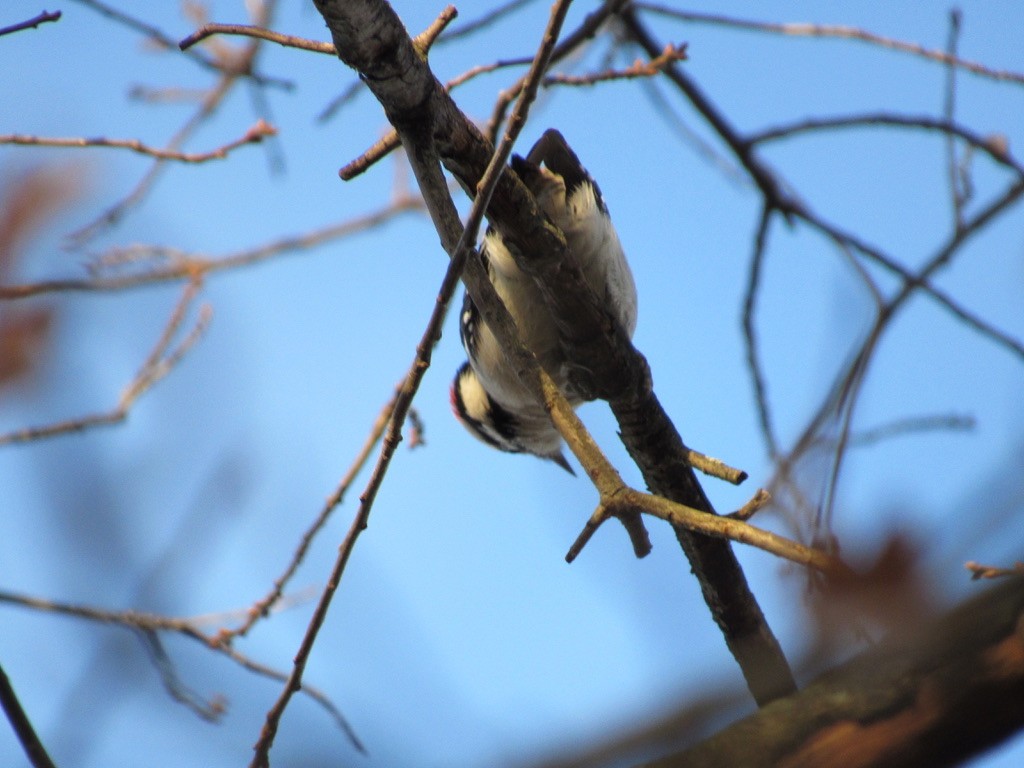 Downy Woodpecker (Eastern) - ML396611791