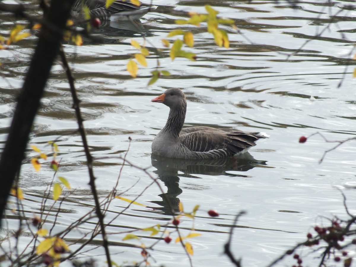 Graylag Goose - ML39661201