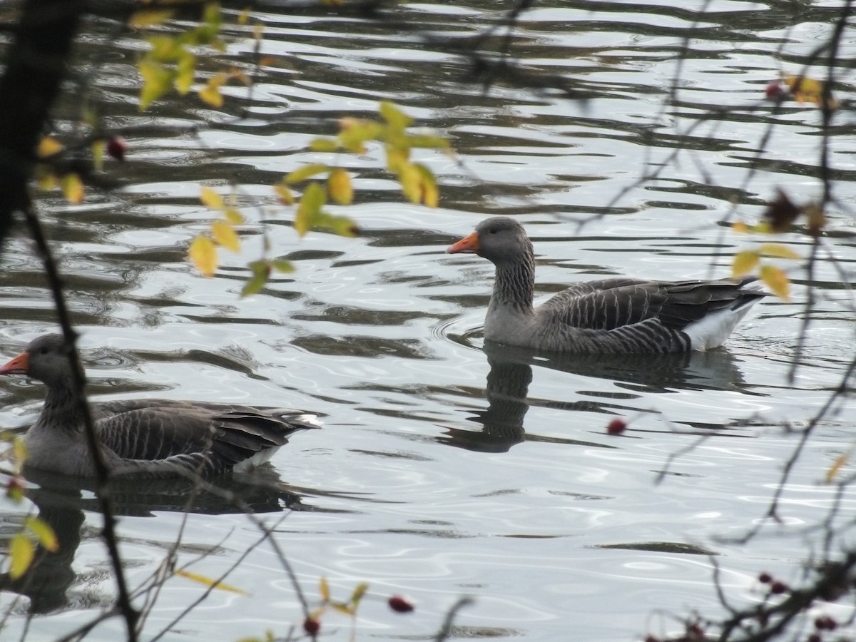 Graylag Goose - ML39661221