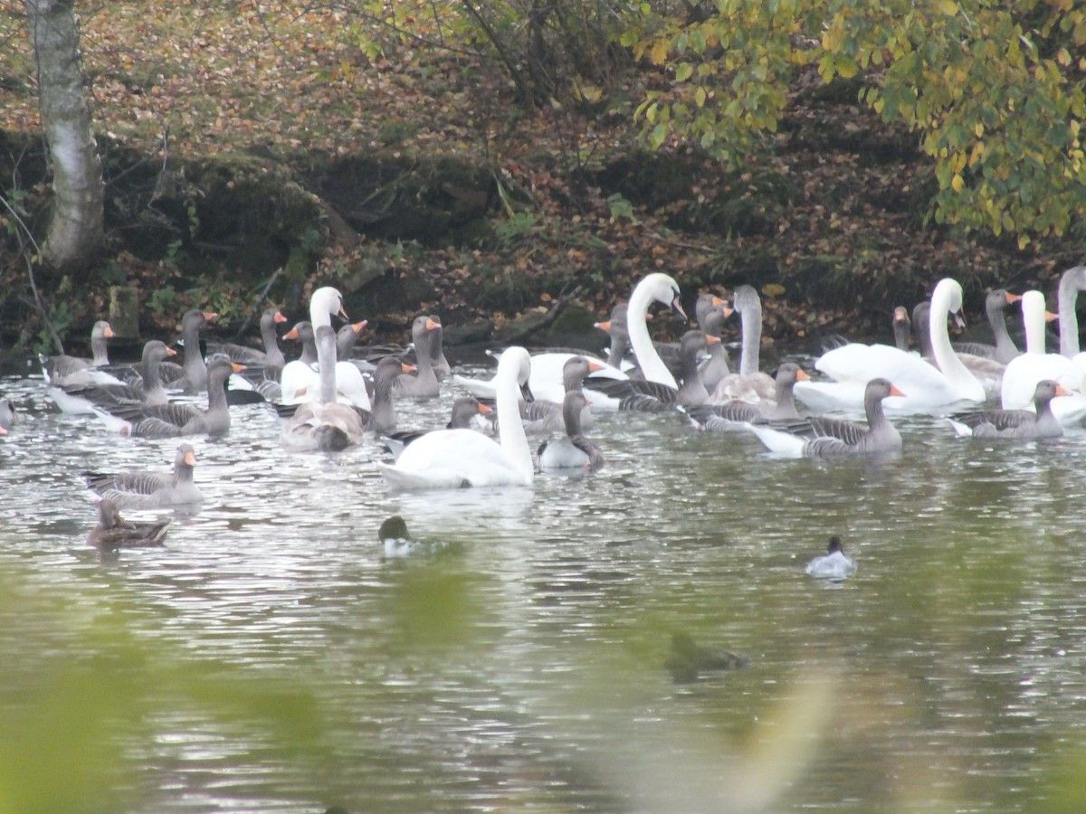 Graylag Goose - Bryn Morris-Hale