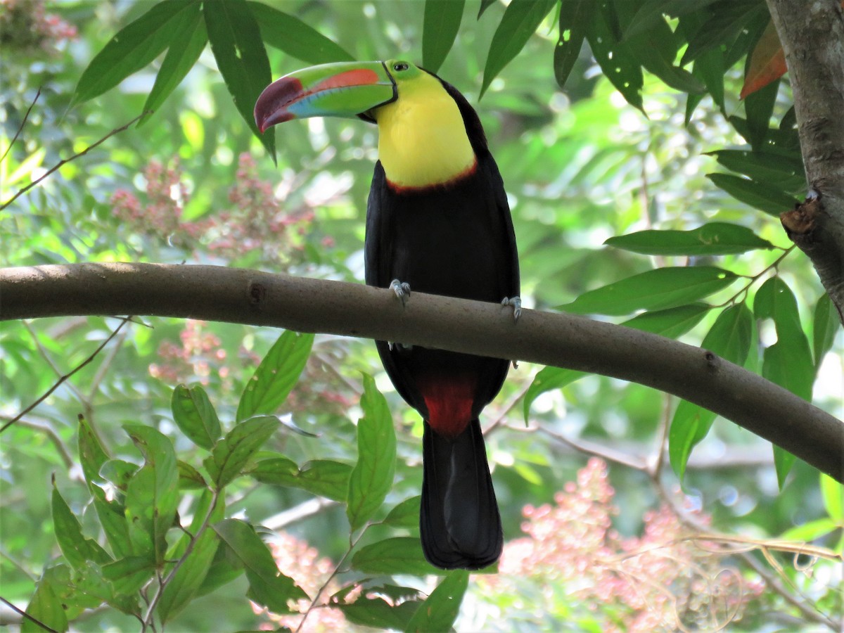 Keel-billed Toucan - ML396612811