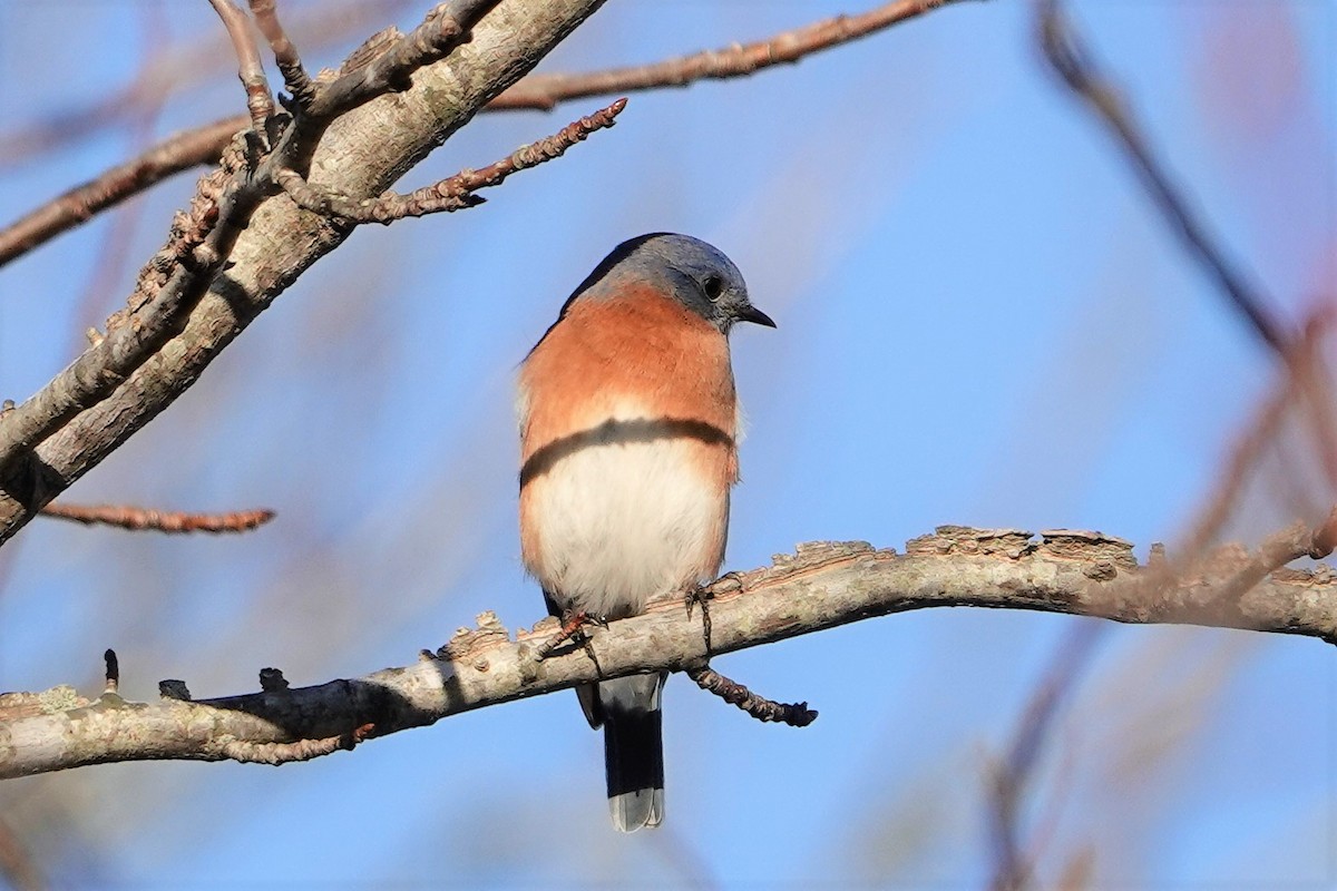 Eastern Bluebird - ML396613421