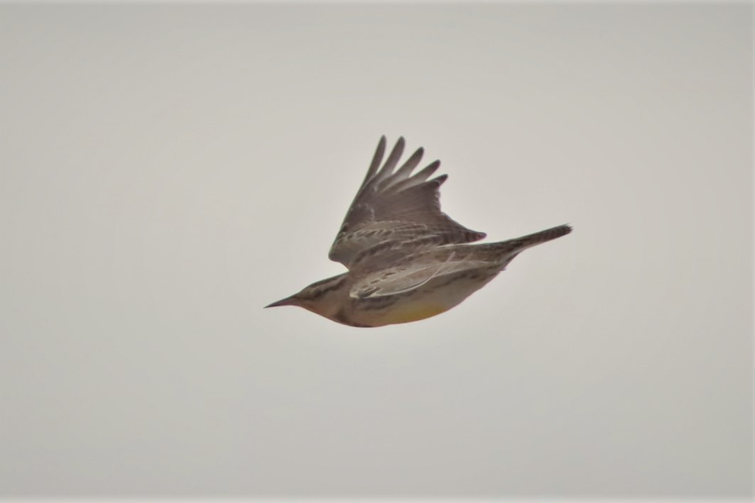 Western Meadowlark - ML396613551